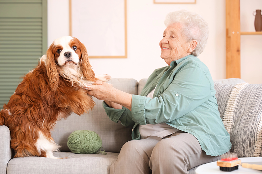 senior woman holding paws cute cavalier king charles