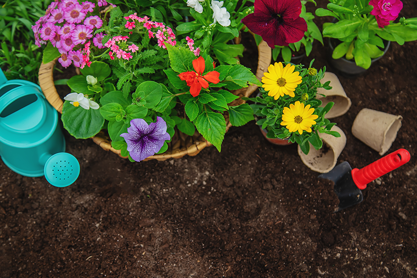 plant flowers garden selective focus