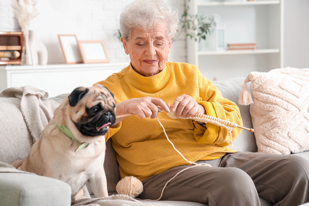 senior woman pug dog knitting