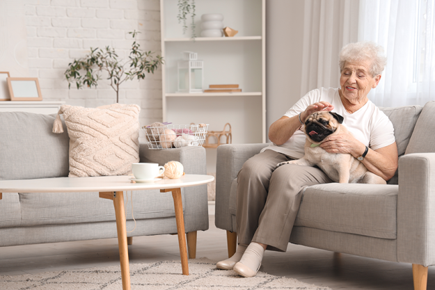 senior woman pug dog resting sofa senior woman pug dog resting sofa